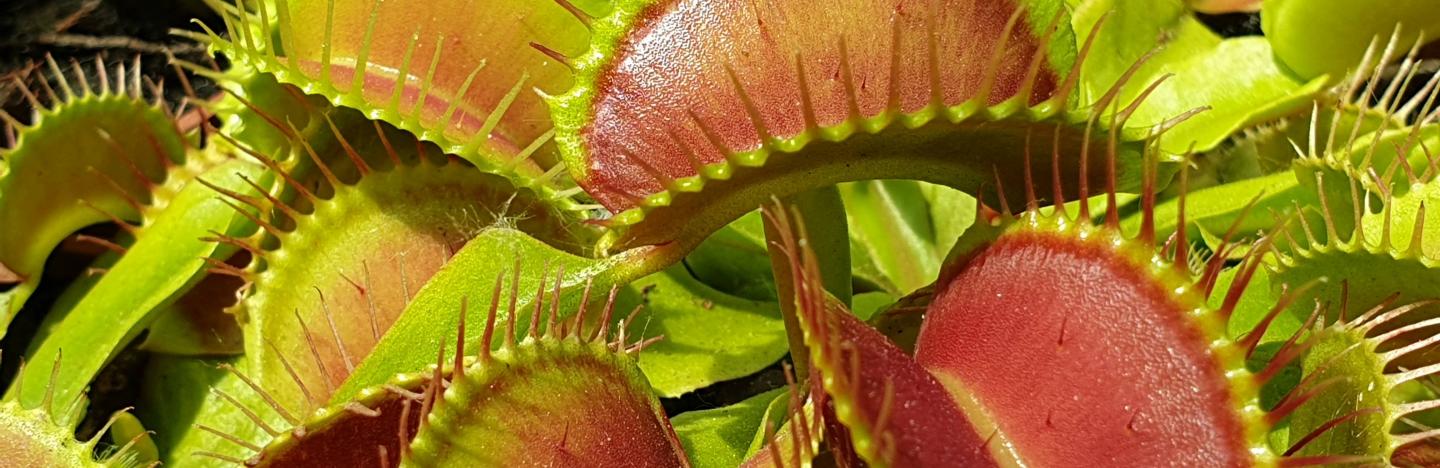 Fleischfressende Pflanzen Liebe Deinen Garten